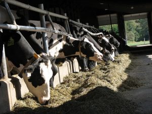 Christine Powell: Ask The Cows